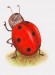 ilustrace 062: užitečný hmyz